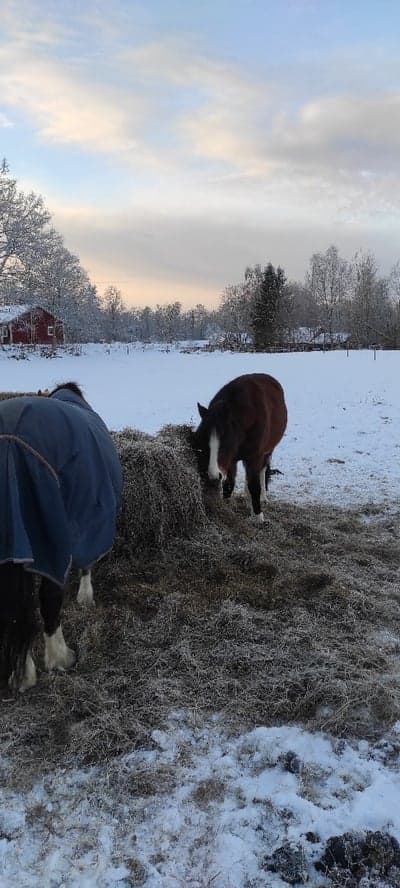 Nu är snön ett minne blott 