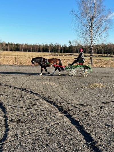 Trött ponny efter träningen 