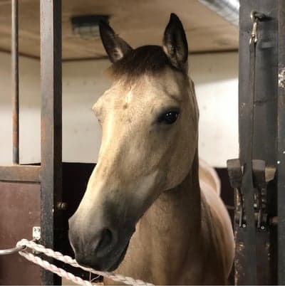 Moonlight Silver Pippa
