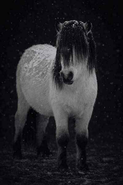 Lexie's Falling From Fame