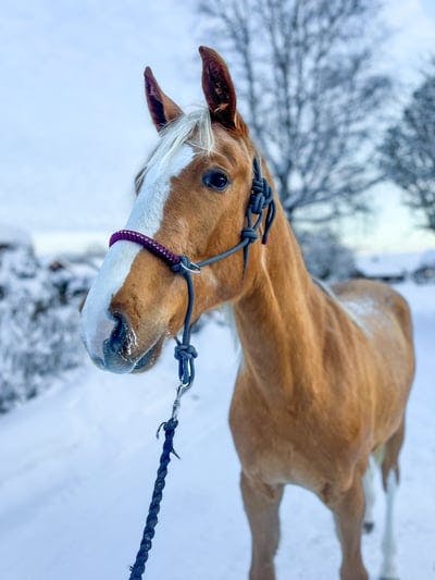 Årets första prommis💛