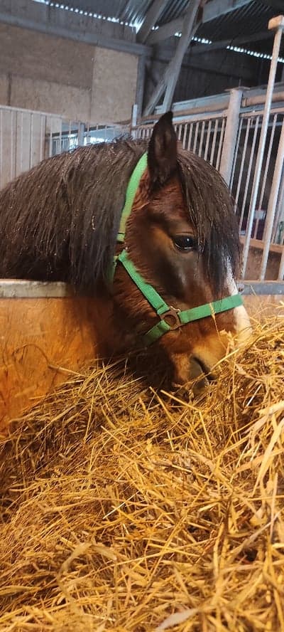 Återbesök av veterinären