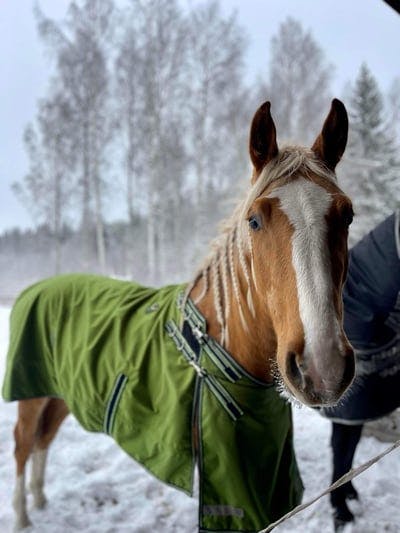 Snö❄️