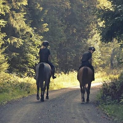 utbildningshästar