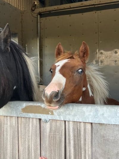 Världens snällaste ponny söker hjälp med inridning